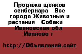 Продажа щенков сенбернара - Все города Животные и растения » Собаки   . Ивановская обл.,Иваново г.
